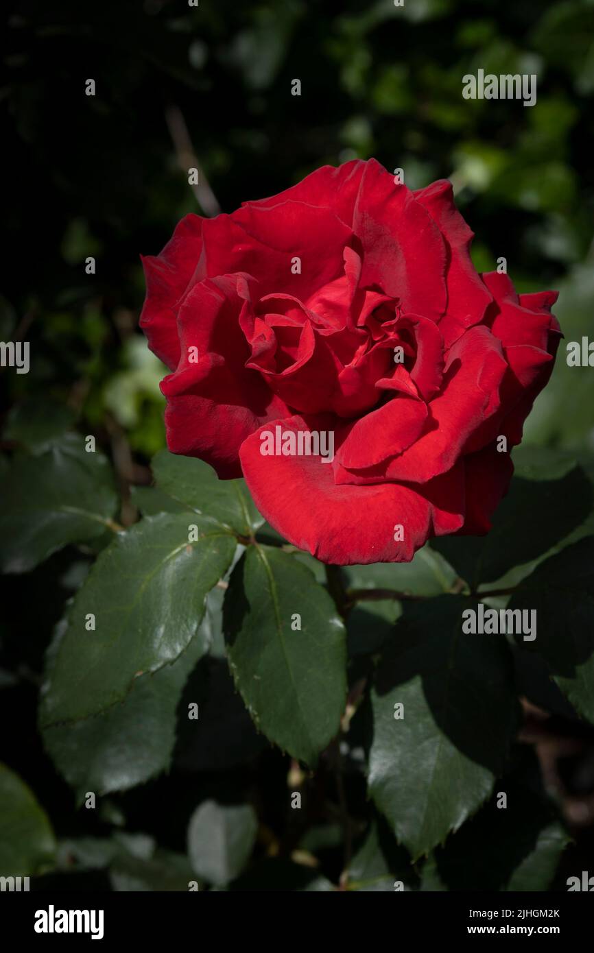 Red Rose Royal William. A Hybrid Tea Bush Rose growing in a garden in ...