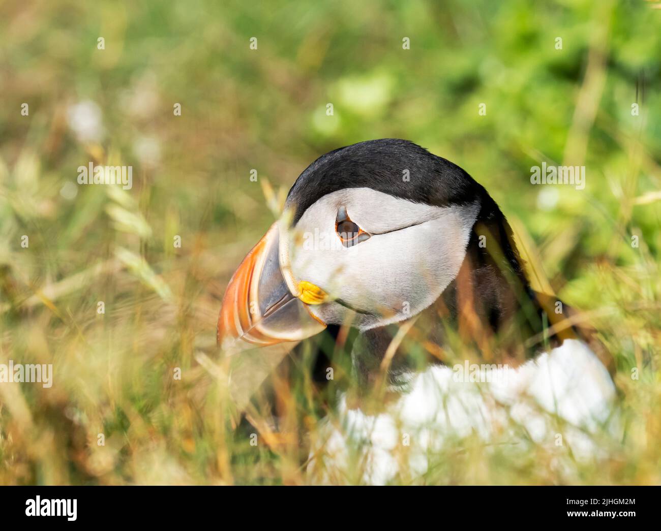 Atlantic Puffin, Fratercula arctica at Sumburgh Head on the southern tip of Shetland, Scotland, UK. Stock Photo