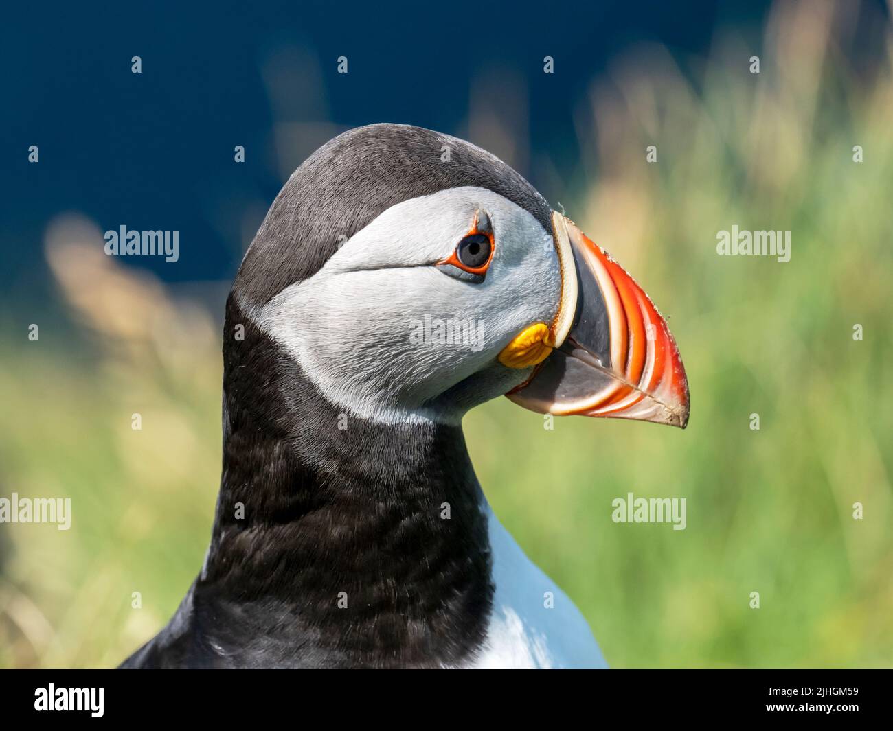 Atlantic Puffin, Fratercula arctica at Sumburgh Head on the southern tip of Shetland, Scotland, UK. Stock Photo