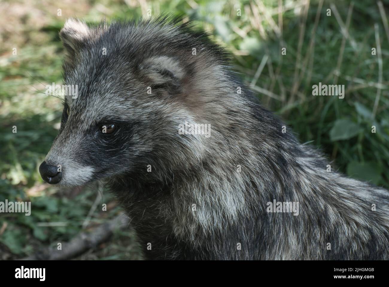 An East Asian Tanuki or Racoon Dog (nyctereutes procyonoides) photographed in captivity Stock Photo