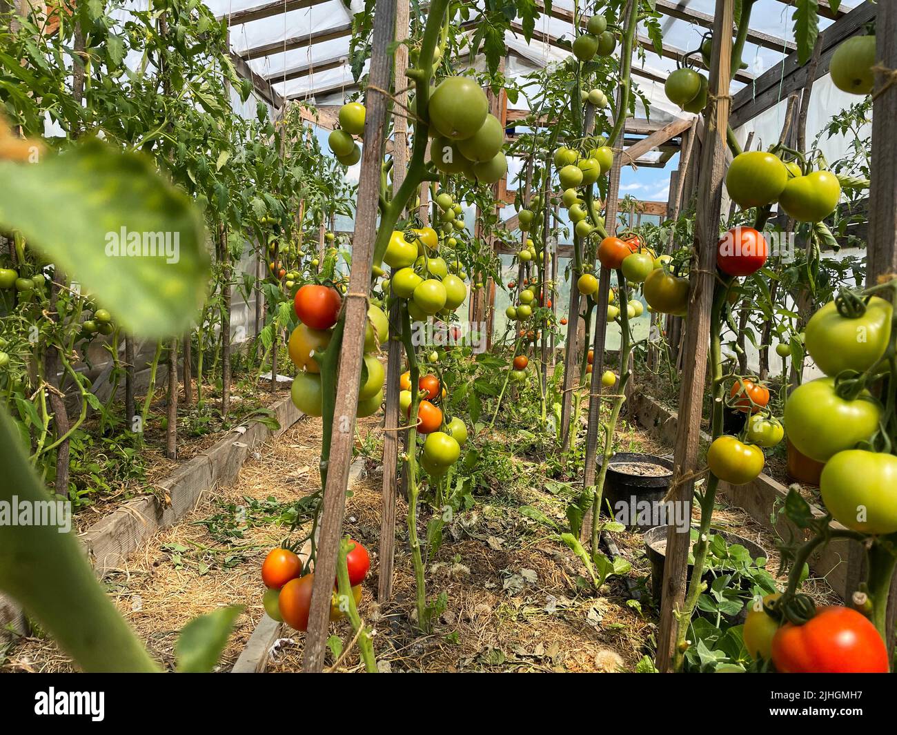 Sick tomatoes in the garden, the vegetables infected with late blight