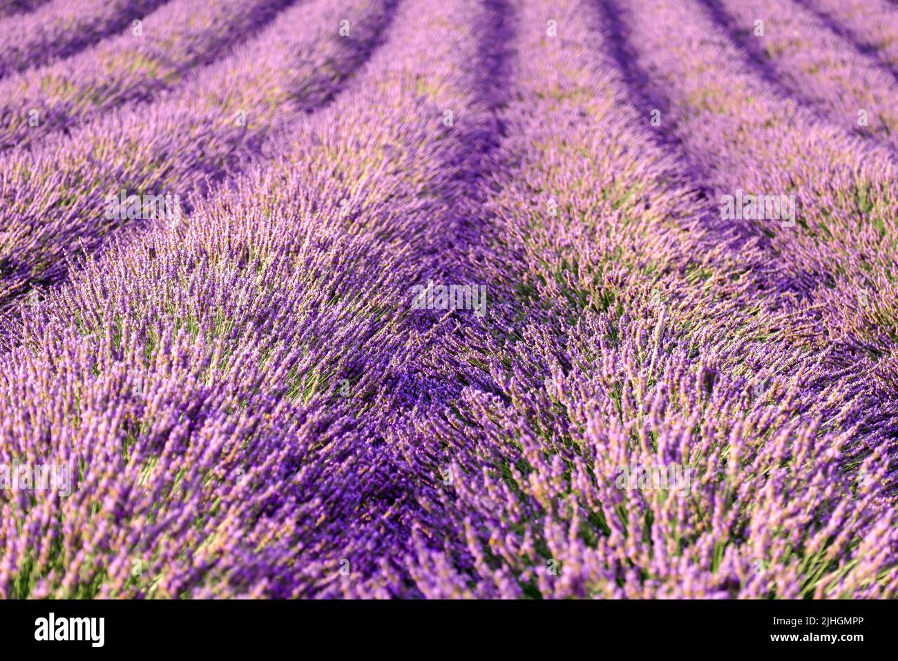 Fresh violet fragrant flowers grow in long rows in lavender field. Beautiful landscape in countryside on sunny summer day close view Stock Photo