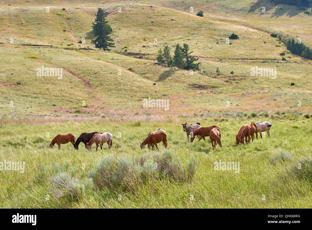 Horses Grazing Nicola BC Ranch Country. Horses grazing in the tall