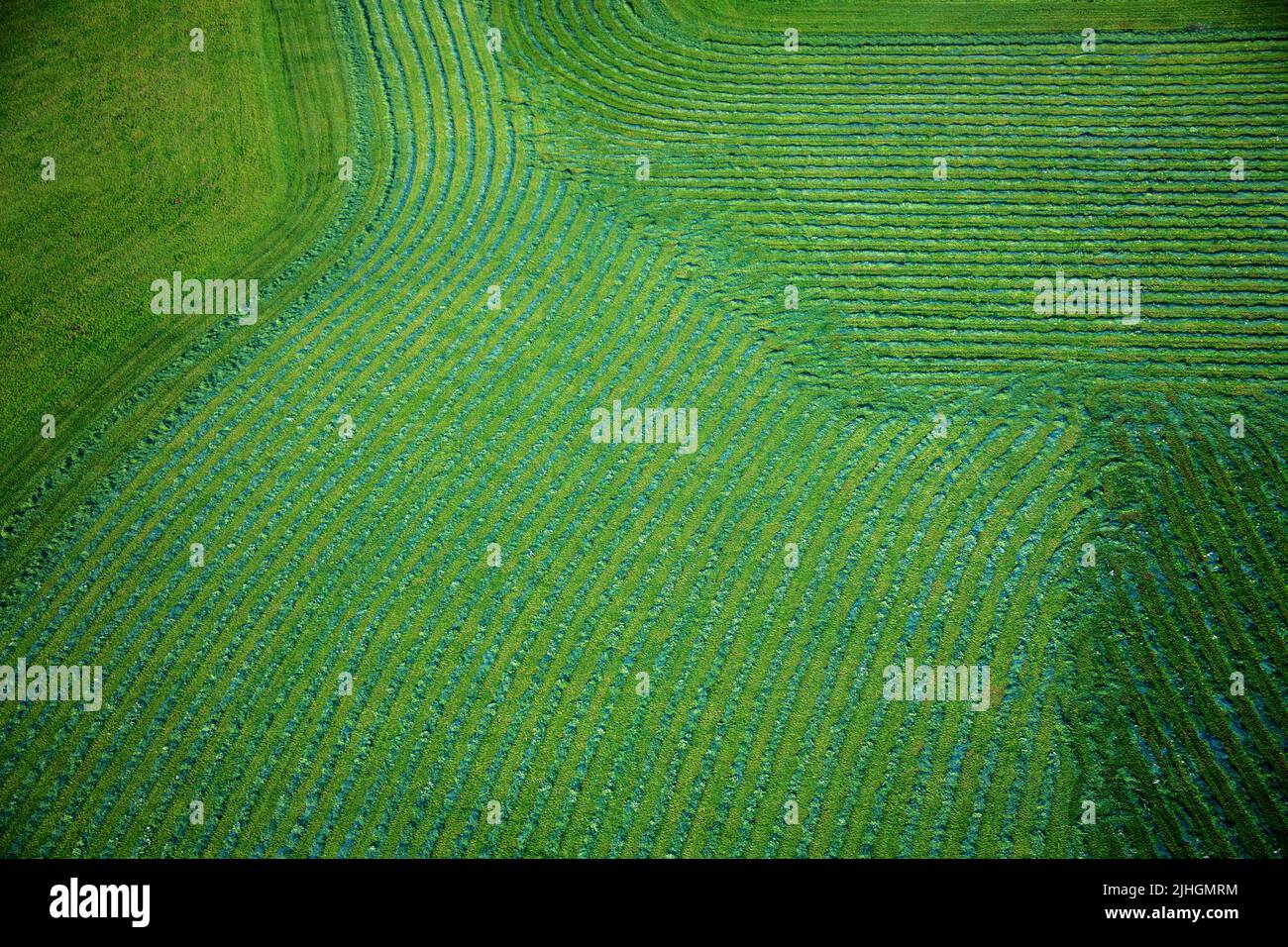 Agricultural fields forming rows and patterns in green, view from above Stock Photo