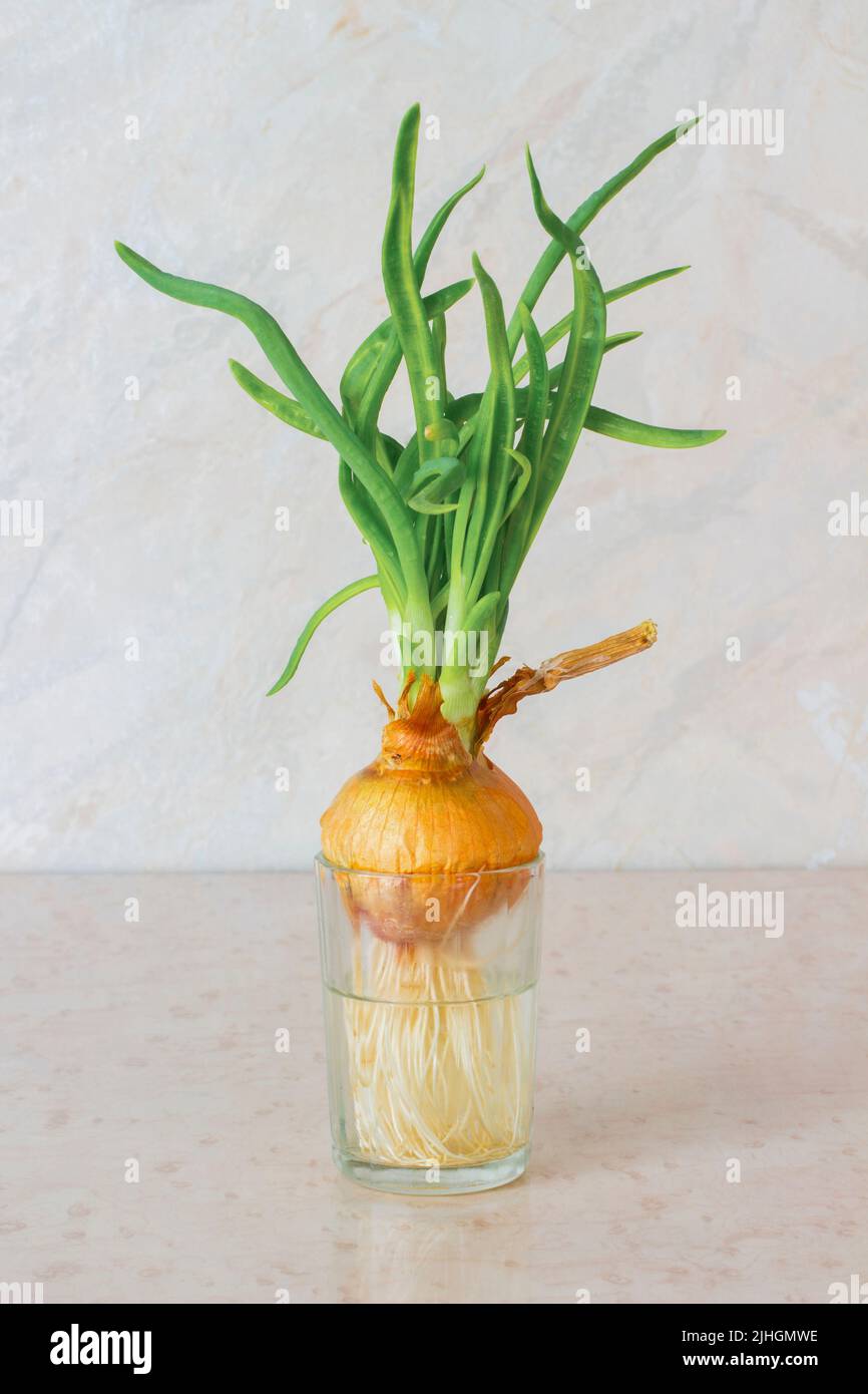 Green onions with roots in a glass of water Stock Photo Alamy