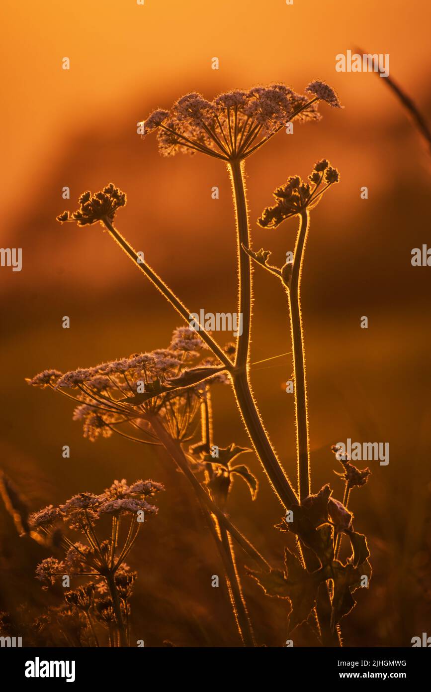 Cow parsley (Anthriscus sylvestris) backlit by the setting sun Stock Photo