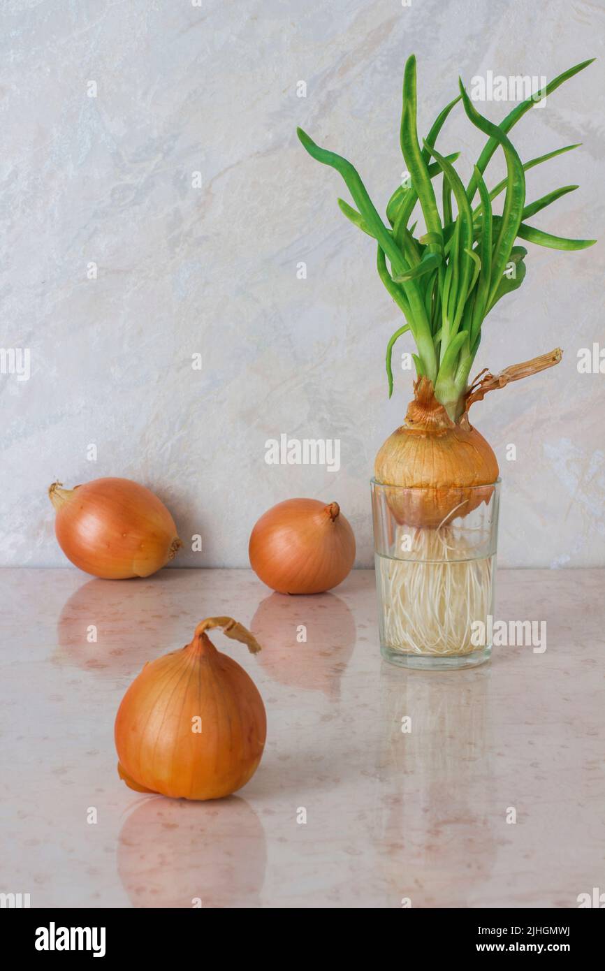 Green onions with roots in a glass of water. Three heads of yellow