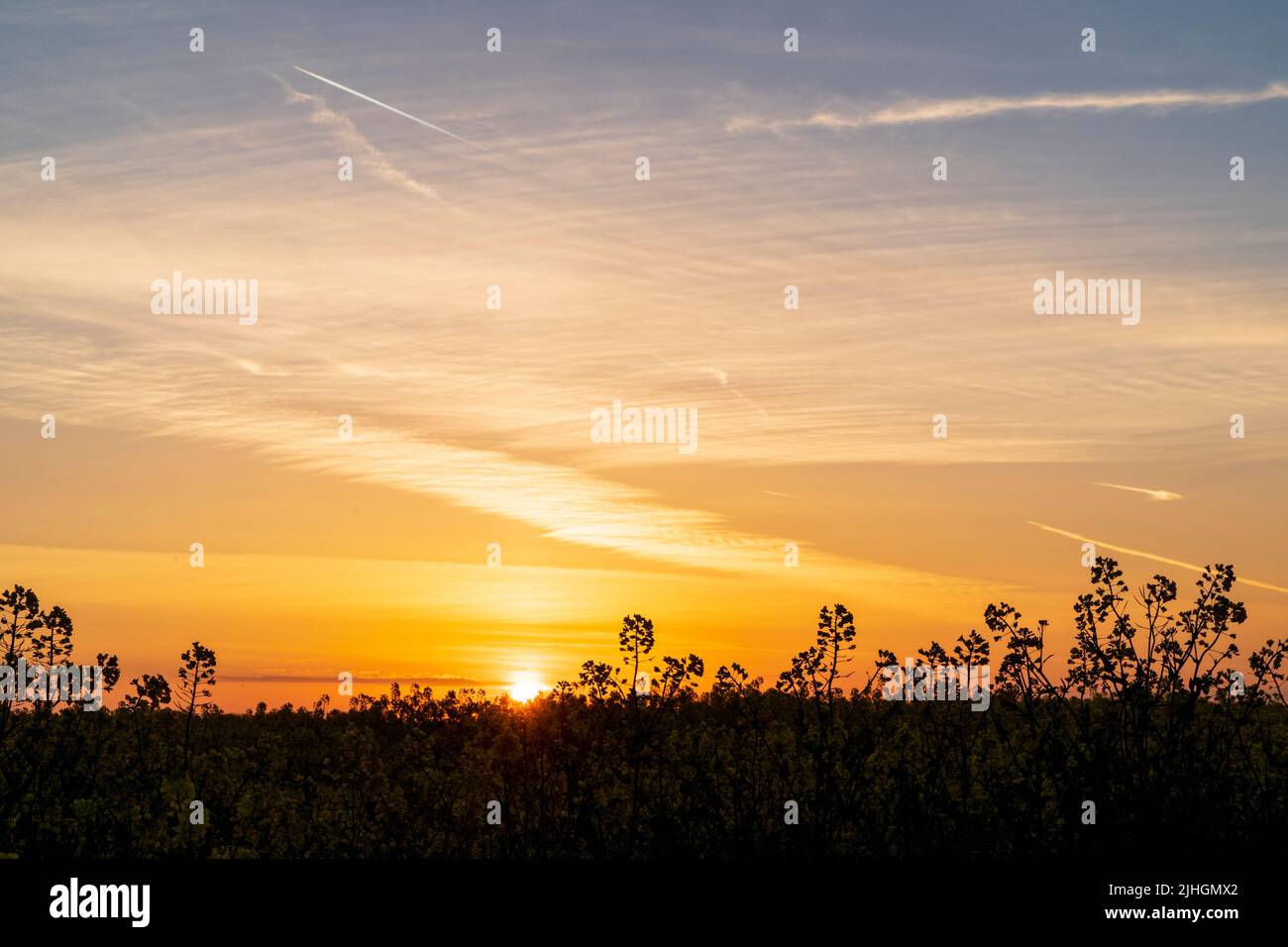 Close up of rapeseed, oilseed, almost silhouetted against the rising sun and a yellow orange sky above with brands of altocumulus stratiformis clouds. Stock Photo