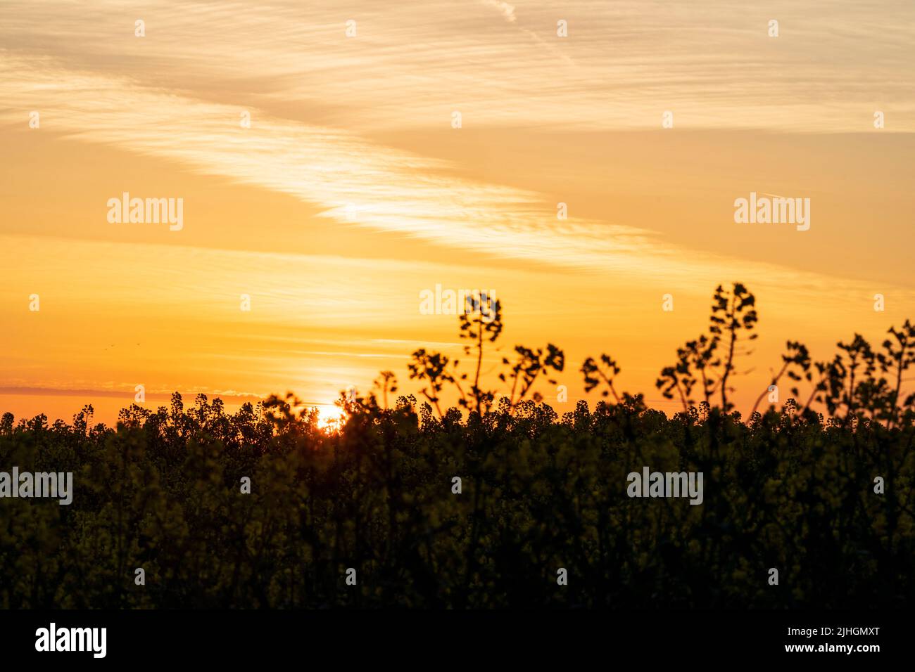 Close up of rapeseed, oilseed, almost silhouetted against the rising sun and a yellow orange sky above with brands of altocumulus stratiformis clouds. Stock Photo