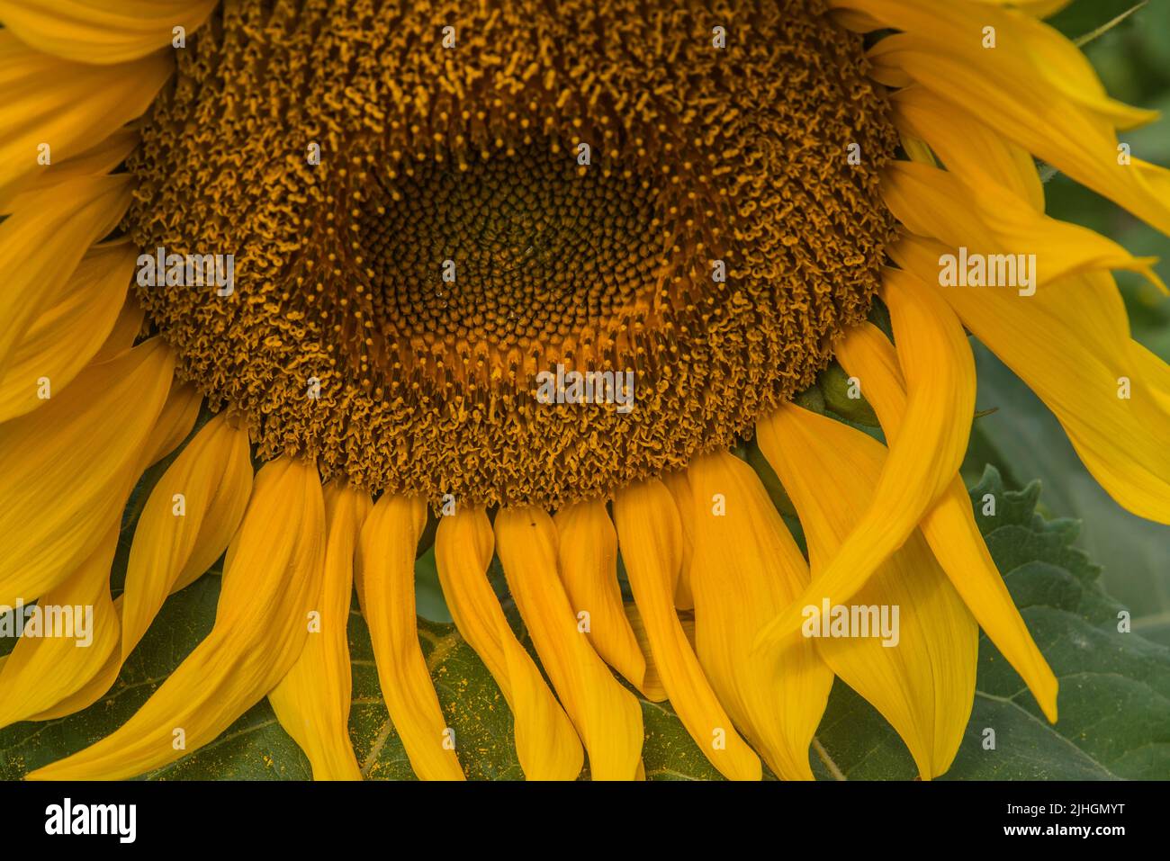 Close up of a sunflowers head (Helianthus giganteus) Stock Photo