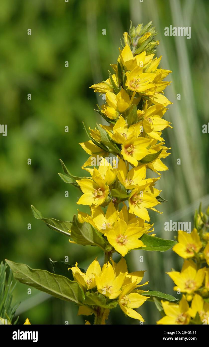 Flowers Verbeinik Dotted is a perennial herbaceous plant, a species of the genus Myrsinaceae, family Primulaceae Stock Photo