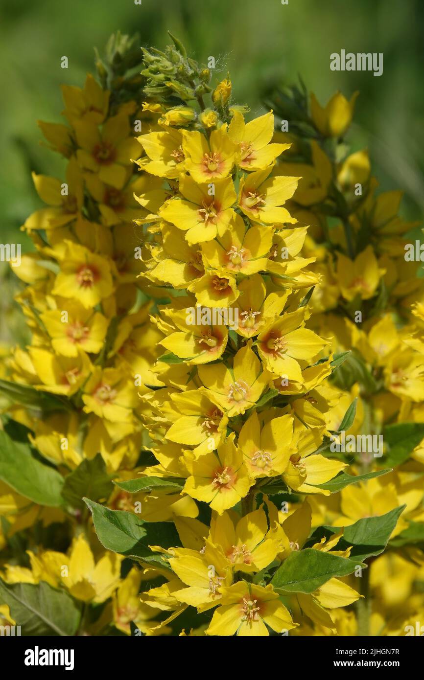 Flowers Verbeinik Dotted is a perennial herbaceous plant, a species of the genus Myrsinaceae, family Primulaceae Stock Photo