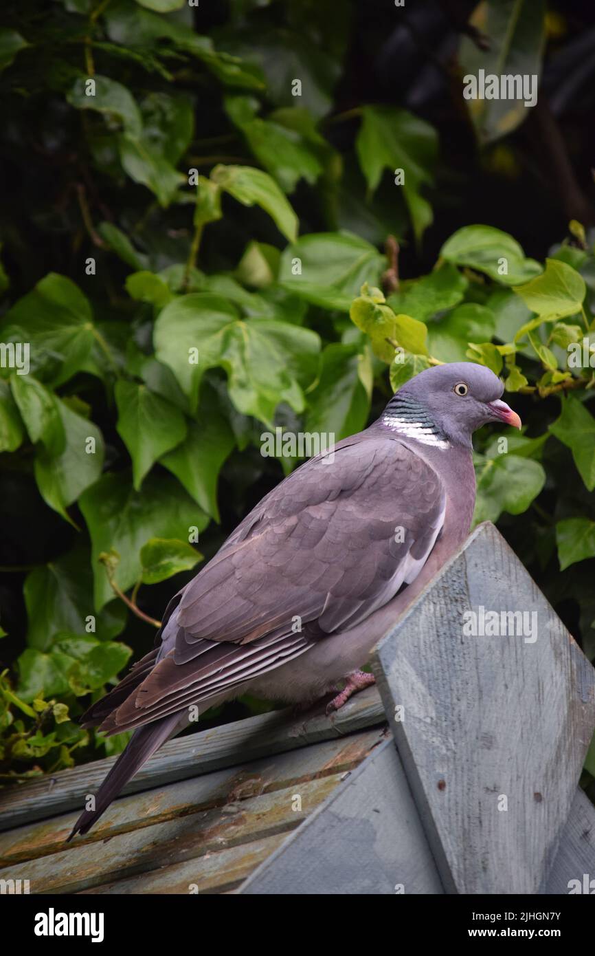 wood pigeon, suffolk,, england Stock Photo