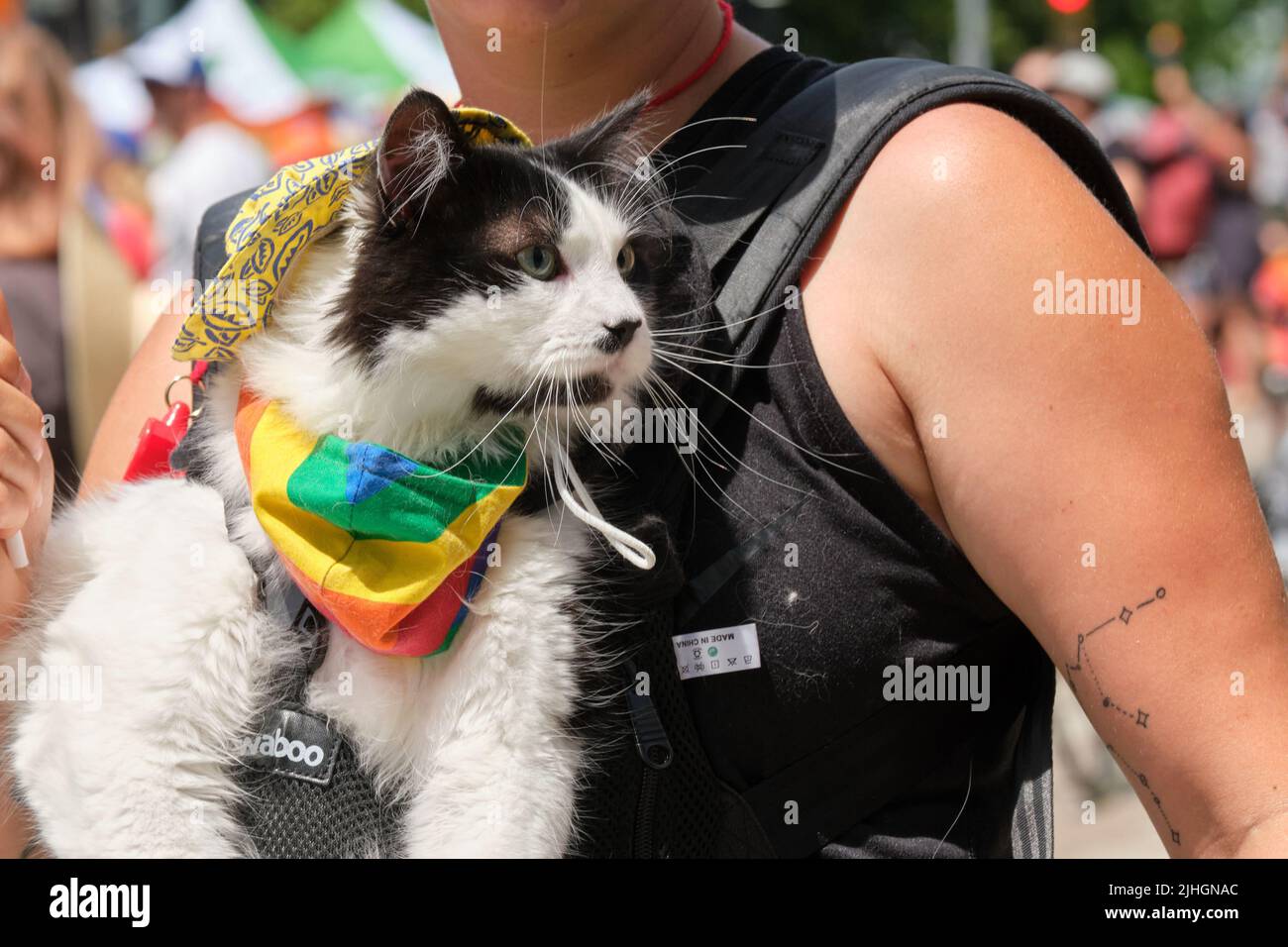 Halifax Pride Parade- Cat outfitted in Pride rainbow colours Stock Photo