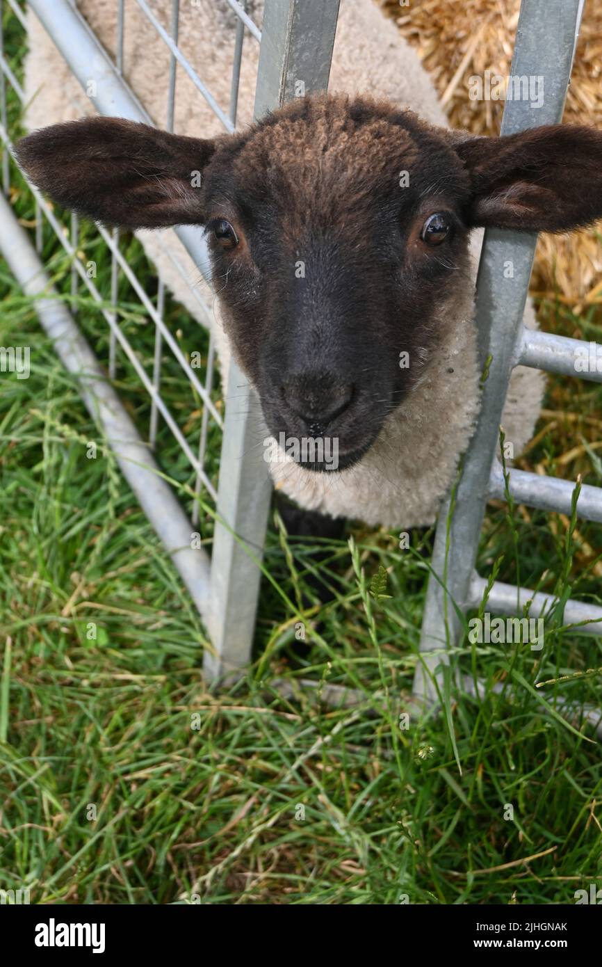 black faced lamb, suffolk, england Stock Photo