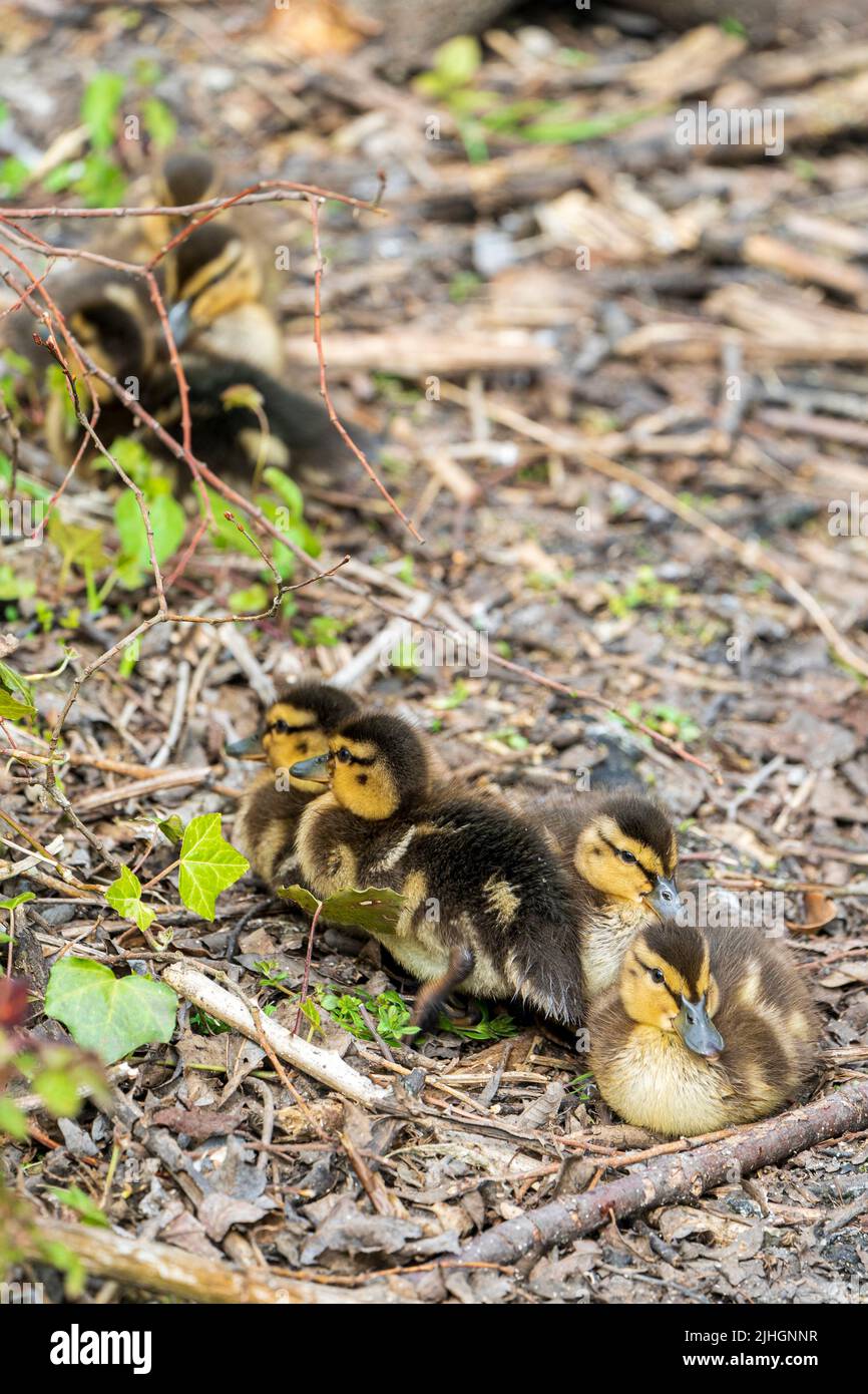 Close up of four baby Mallard ducks, Anas platyrhynchos, huddled together on the ground with more baby ducks, out of focus, in the background Stock Photo