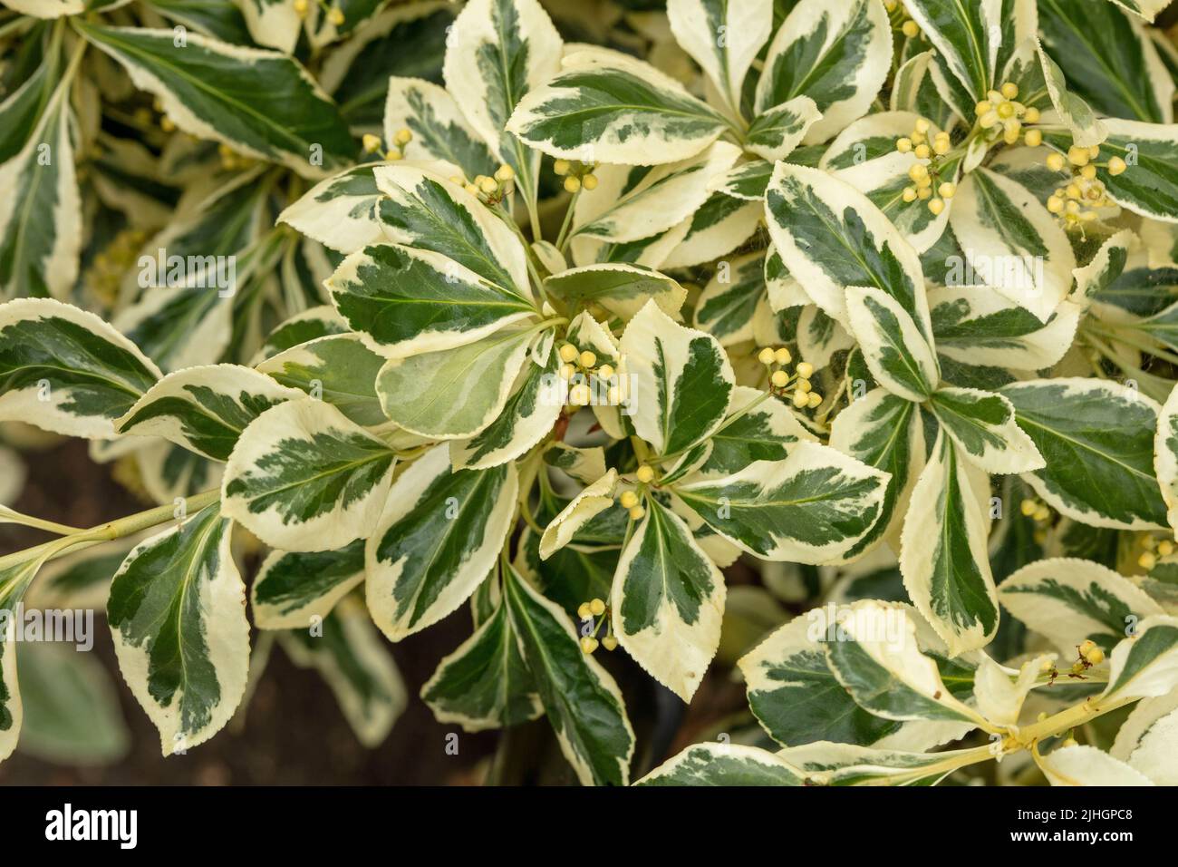 Natural structures and patterns featuring Euonymus Fortunei 'Silver Queen’ in close up Stock Photo
