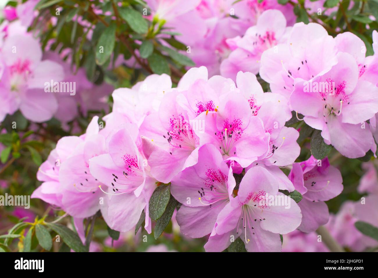 Sunlight azaleas hi-res stock photography and images - Alamy