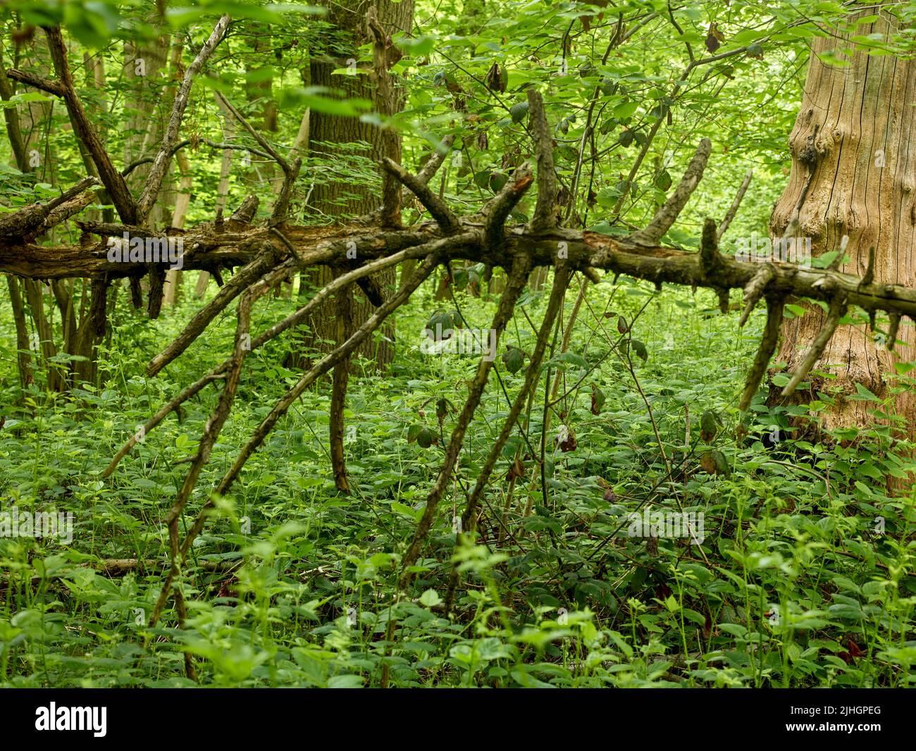 Patterns And Textures In Nature