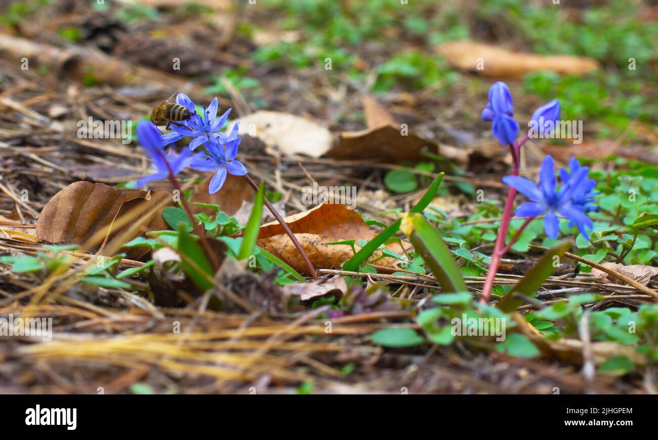 The first spring flowers in the forest Stock Photo - Alamy