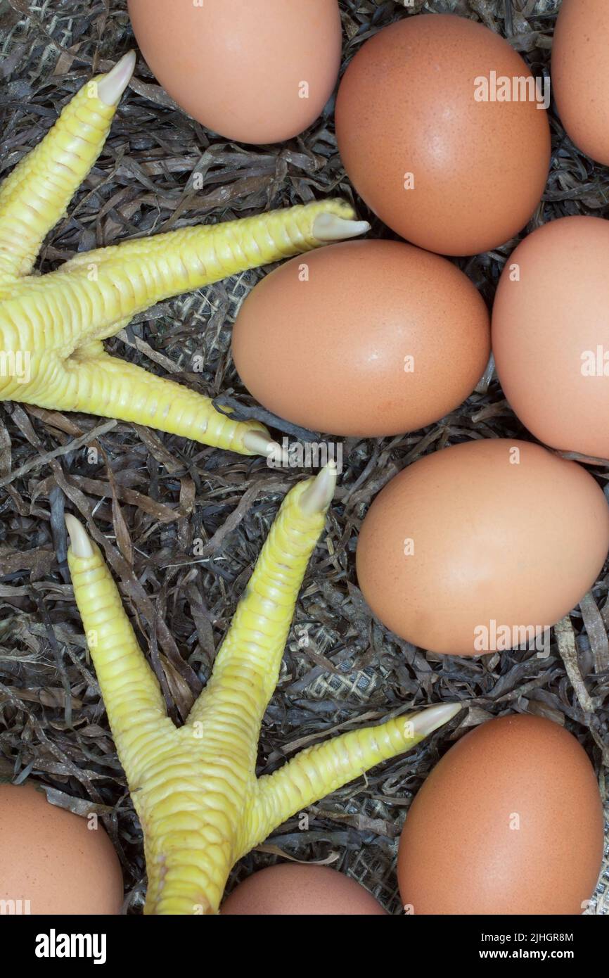 Chicken legs and eggs on a straw Stock Photo Alamy