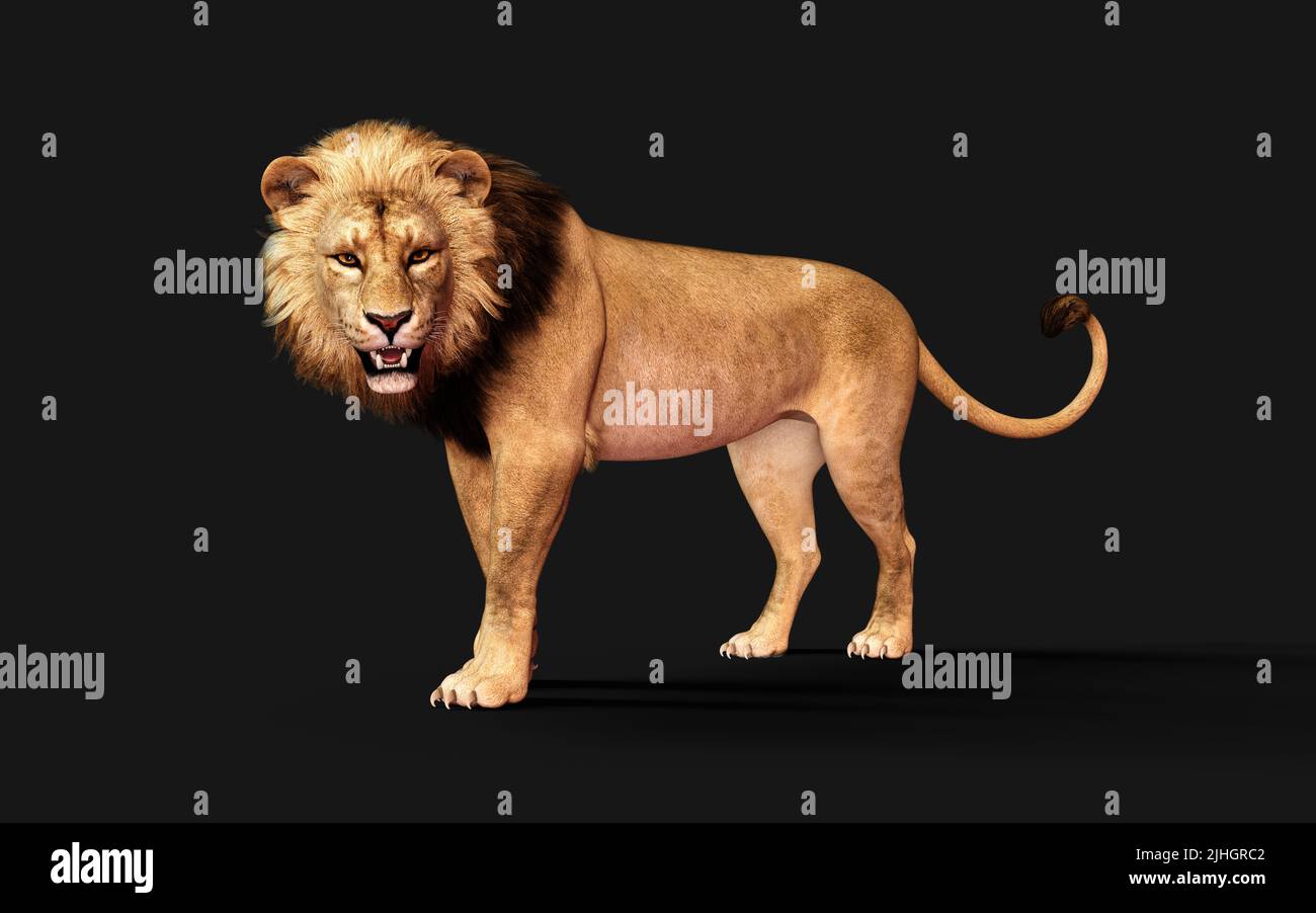 3d Illustration of Dangerous Lion  Acts and Poses Isolated on Black Background with Clipping Path, Project Big Cat Wildlife. Stock Photo