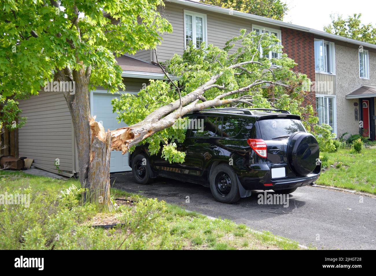 A large tree falls on a car smashing the windsheild and damaging the roof Stock Photo Alamy