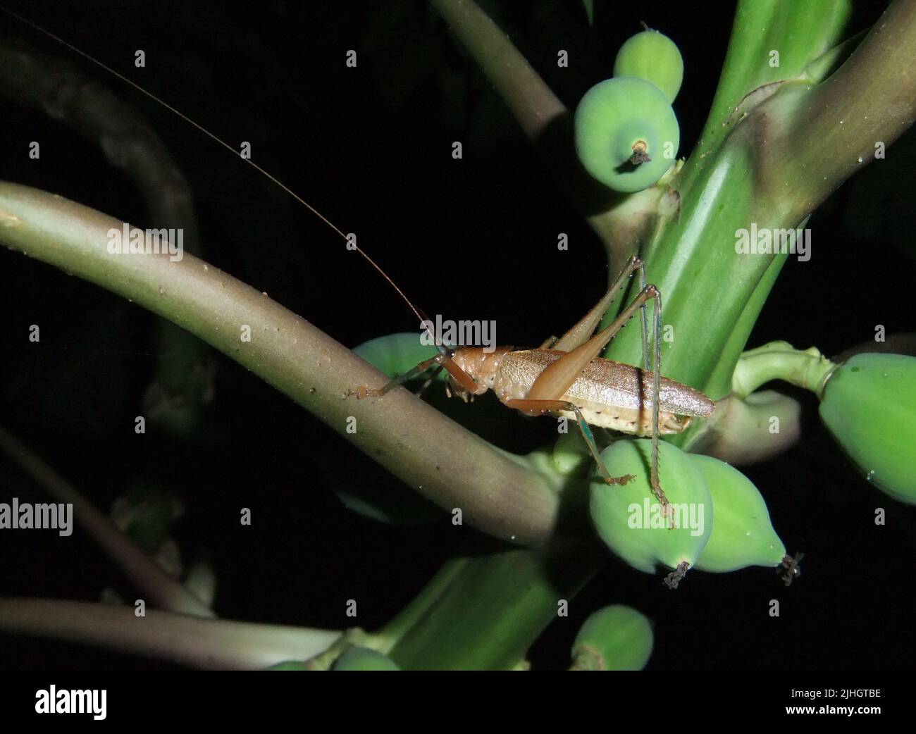 Cricket with long antenna isolated on a natural green stem Stock Photo Alamy