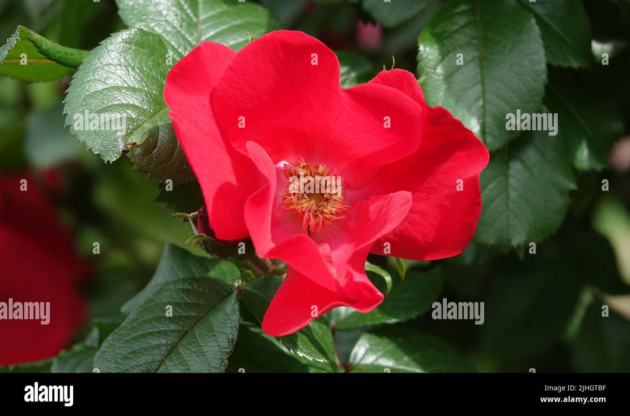 Red rose hips woods hi-res stock photography and images - Alamy