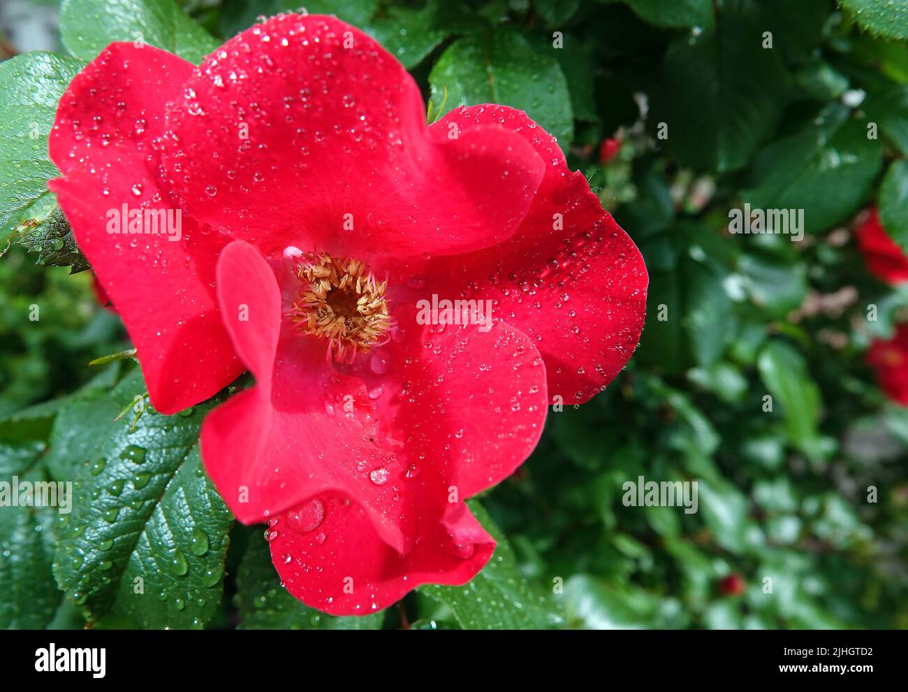 Red rose hips woods hi-res stock photography and images - Alamy