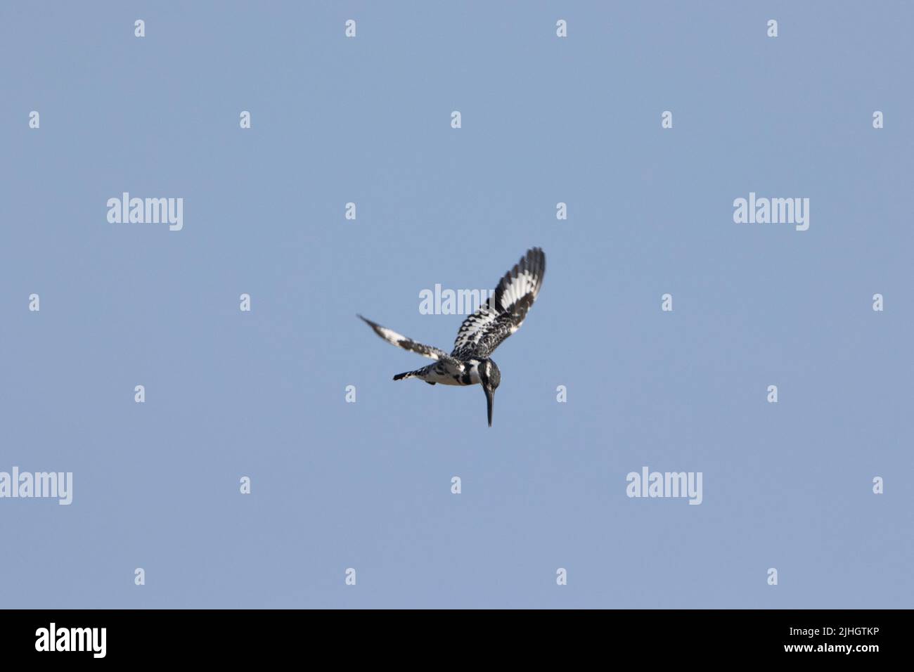 Pied Kingfisher (Ceryle rudis) flying hovering looking for fish on a clear blue sky  side view Stock Photo