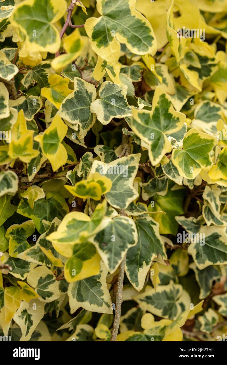 Close up natural plant portrait of Hedera Helix ‘Goldchild’, patterns and textures in the environment Stock Photo