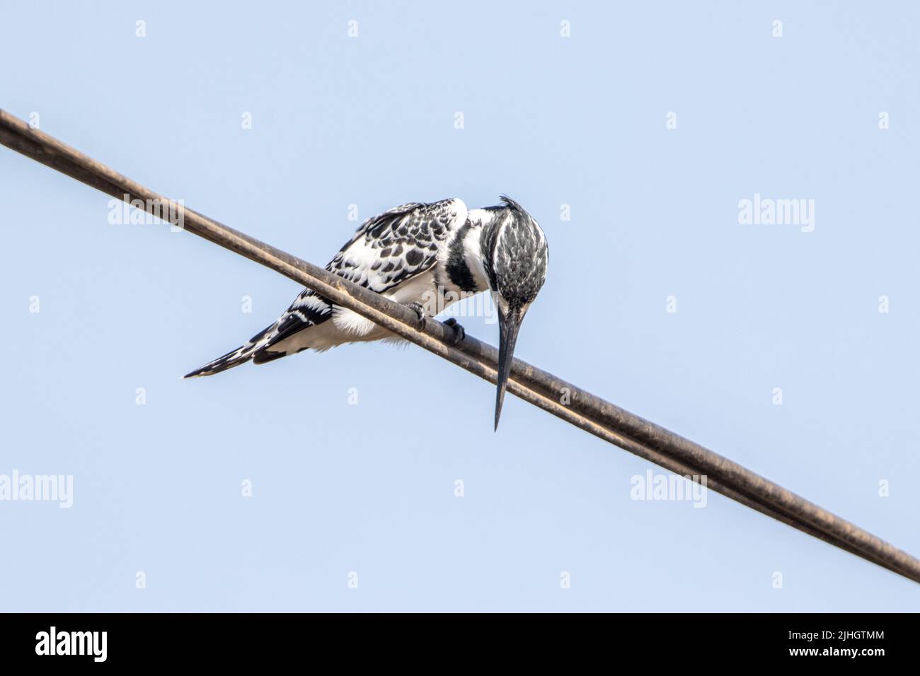Pied Kingfisher (Ceryle rudis) perched on a wire looking down Stock Photo
