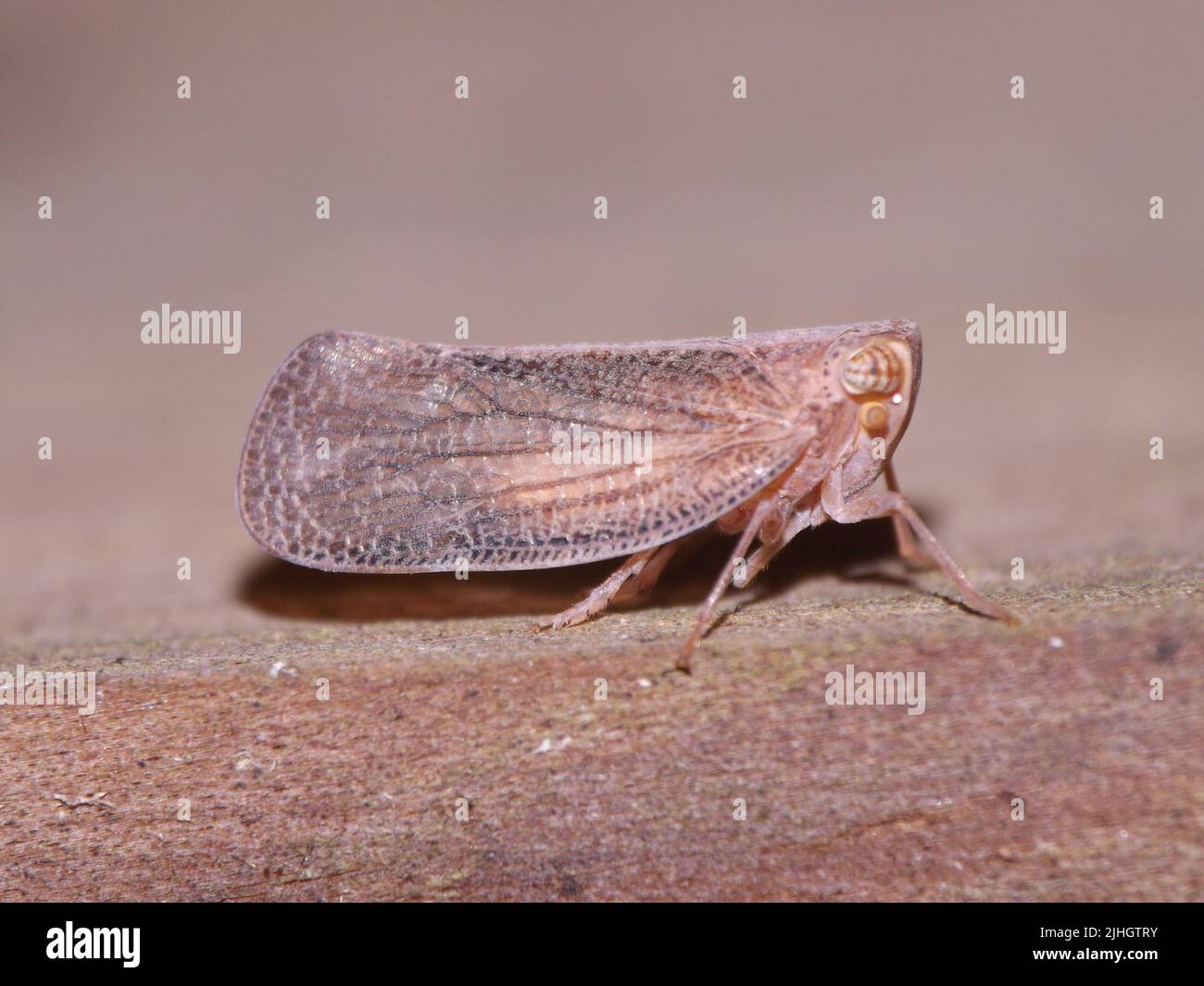typical brown Leafhopper isolated on a brown background Stock Photo Alamy