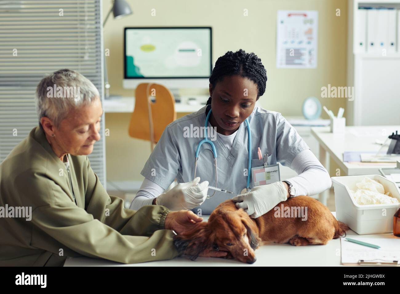 Portrait of young female veterinarian giving injection to small dog