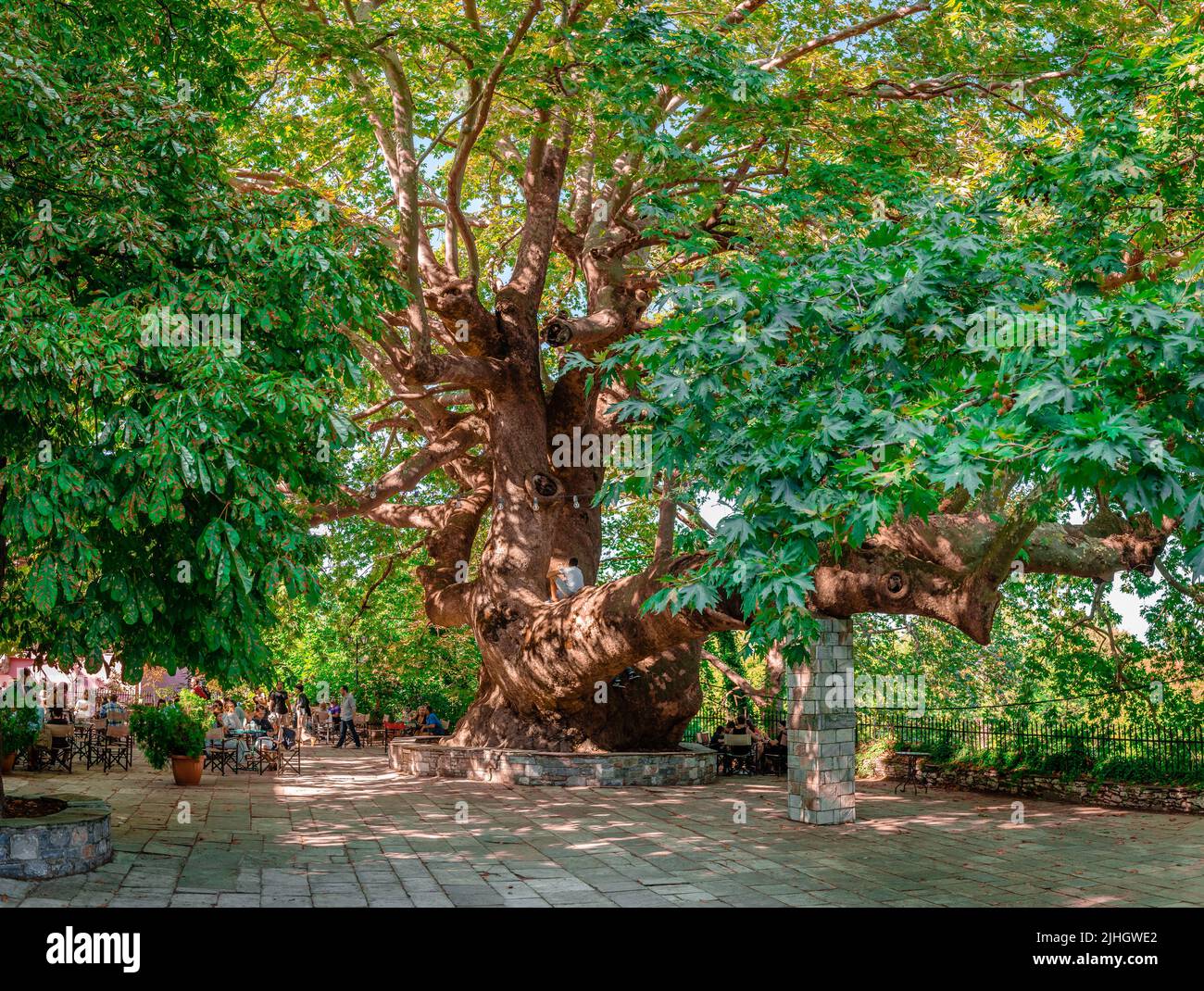Tsagarada, Greece - August 17 2020: The magnificent perennial 1000 years old plane tree in Agia Paraskevi Square. Stock Photo