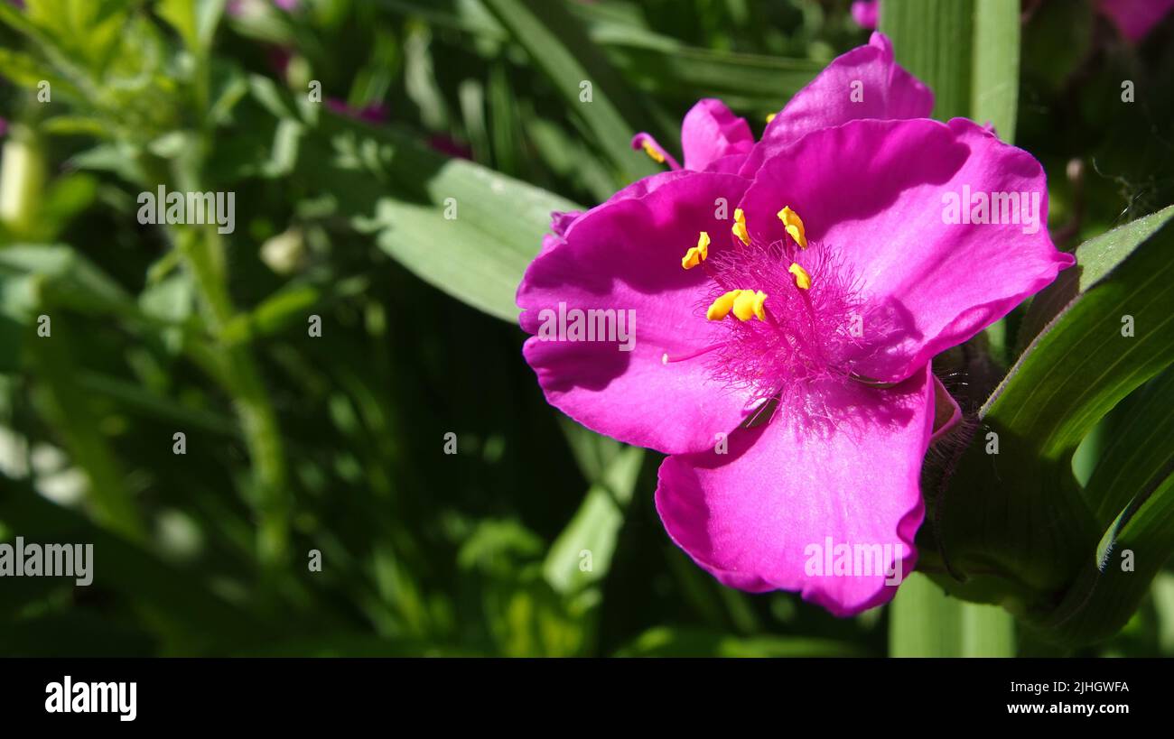Flowers of Tradescantia Anderson closeup very delicate and beautiful