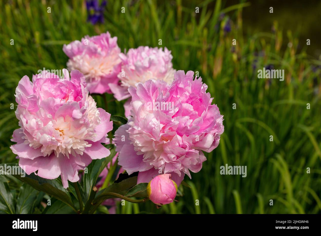 Attractively ruffled Paeonia Lactiflora 'Monsieur Jules Elie’, natural flower portrait Stock Photo