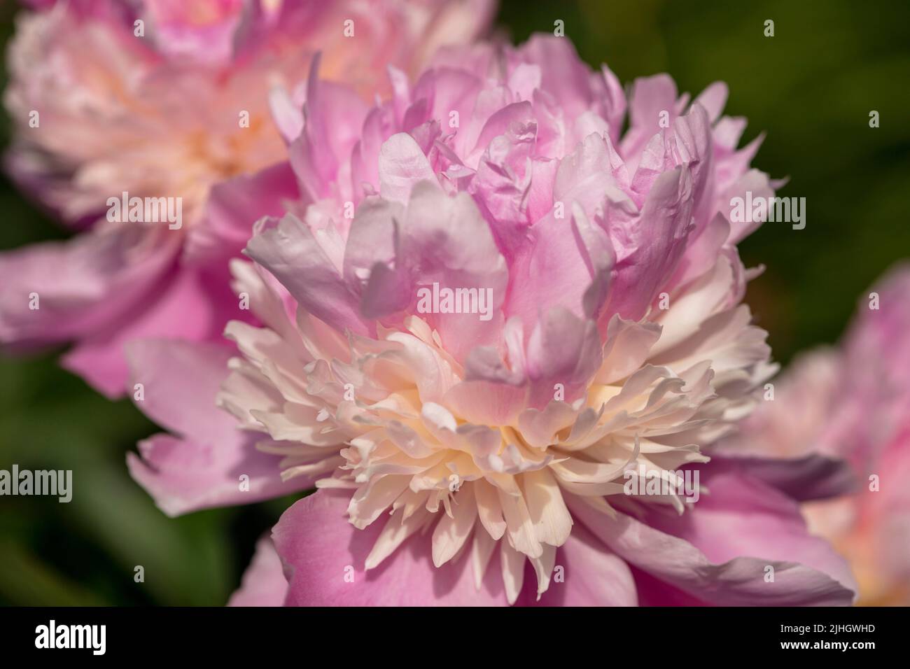 Attractively ruffled Paeonia Lactiflora 'Monsieur Jules Elie’, natural flower portrait Stock Photo