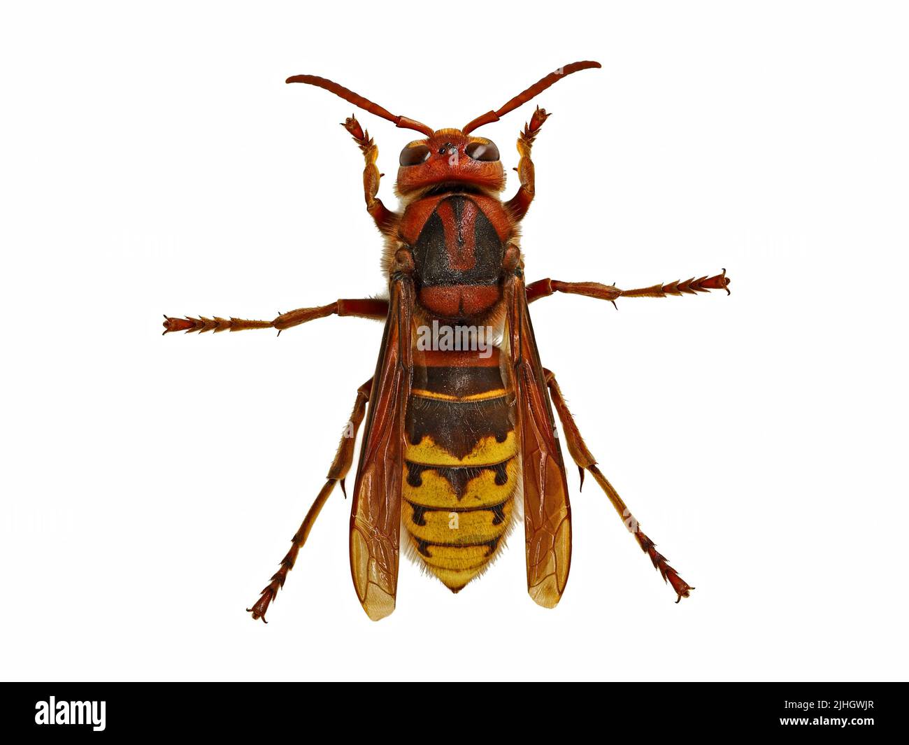 top view of a european hornet, Vespa Crabro, isolated on white background Stock Photo