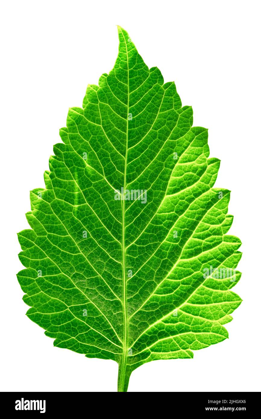 Large dahlia leaf close up. Isolated on white, clipping path included Stock Photo