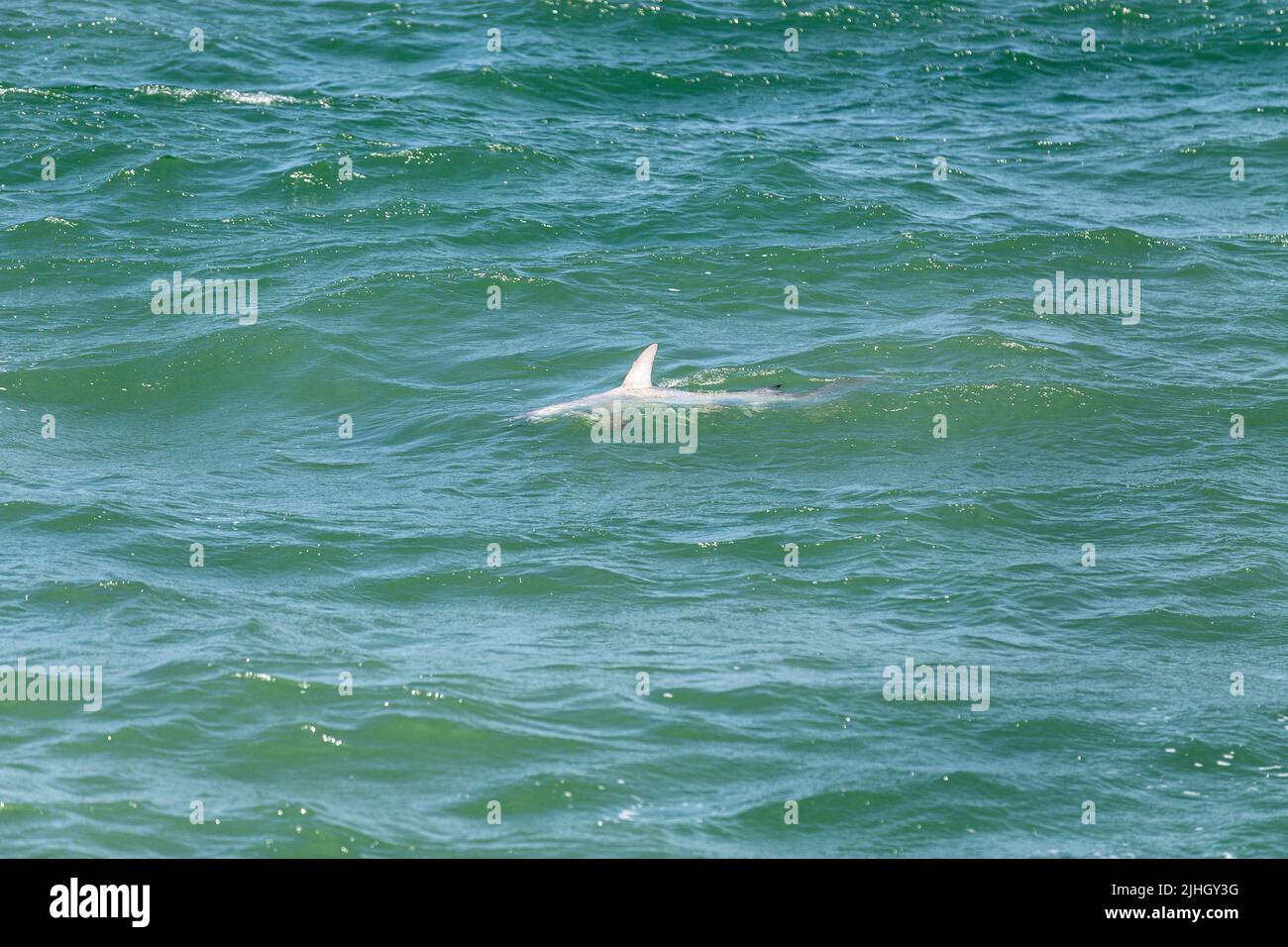 Hammerhead shark swimming on the surface of the shore of Naples