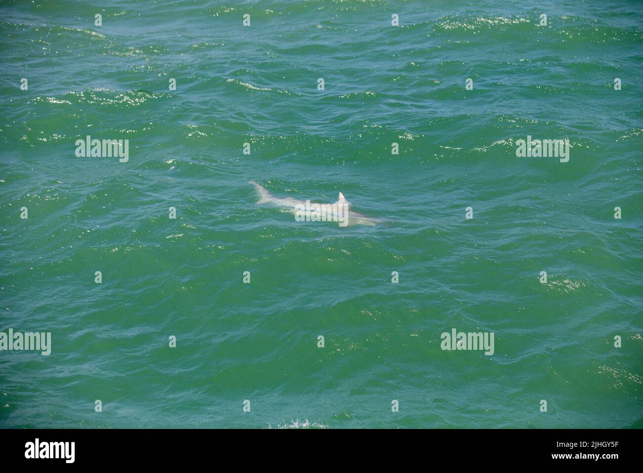 Hammerhead shark swimming on the surface of the shore of Naples