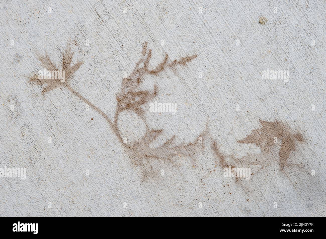 Leaf shaped imprint stain on concrete Stock Photo Alamy