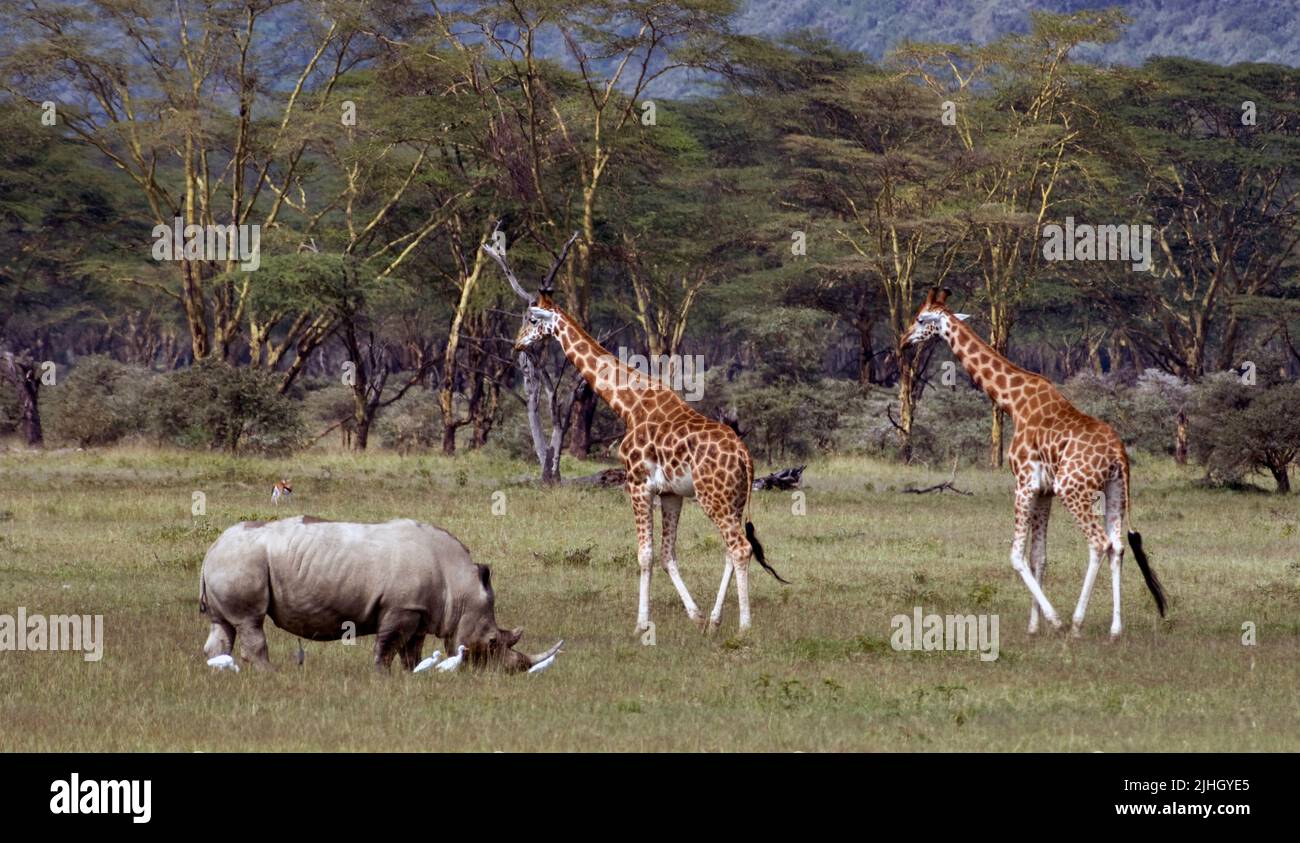 Reticulated Giraffe and White Rhino grass among white Cattle Egrets in Lake Nakuru NP., Kenya. Stock Photo