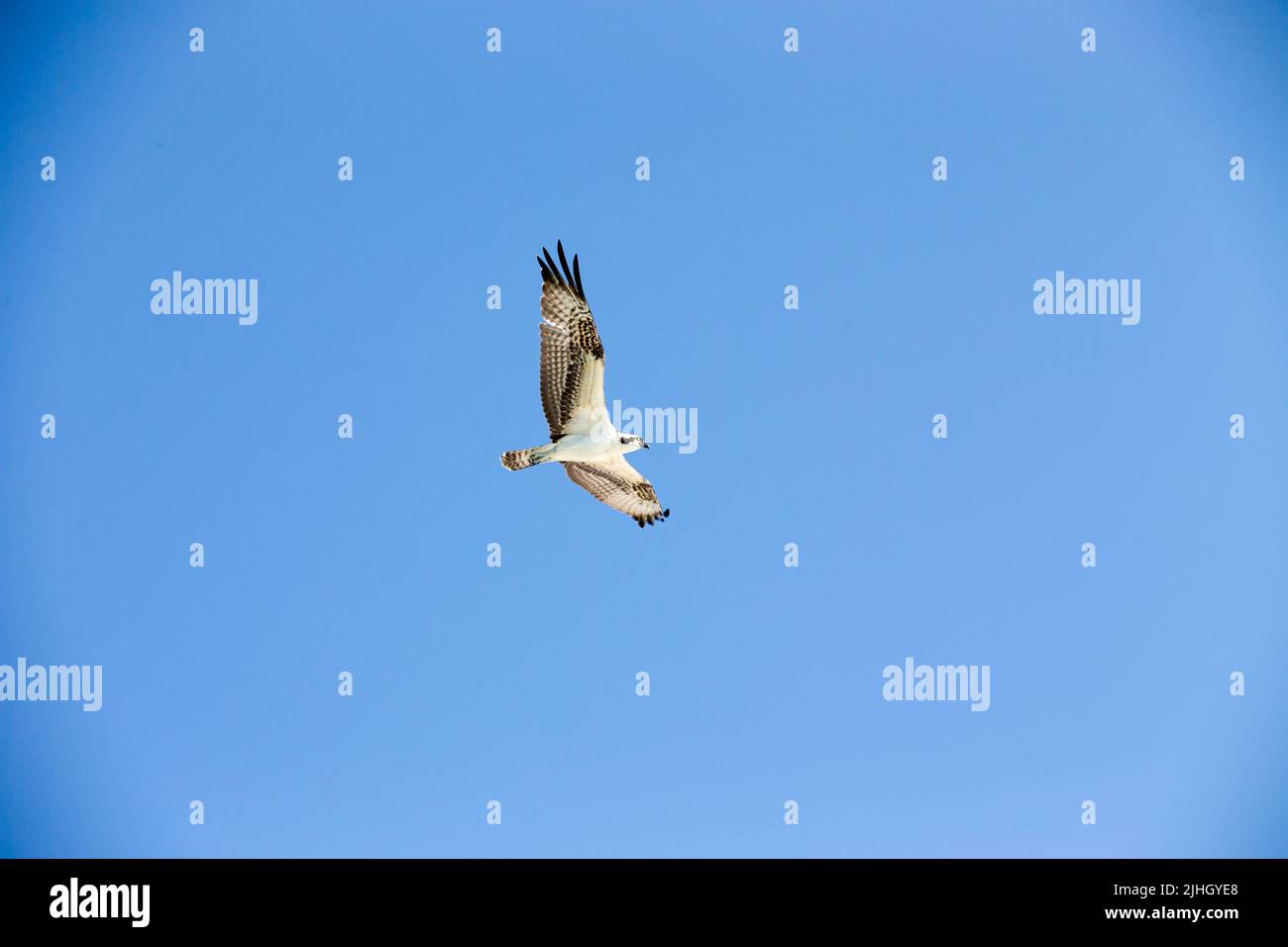 majestic osprey soaring overhead in the blue cloudless sunny sky with its wings fully spread, looking for food and hunting for prey Stock Photo