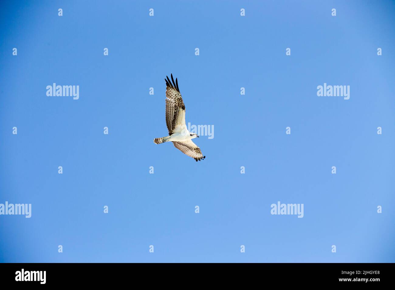 majestic osprey soaring overhead in the blue cloudless sunny sky with ...