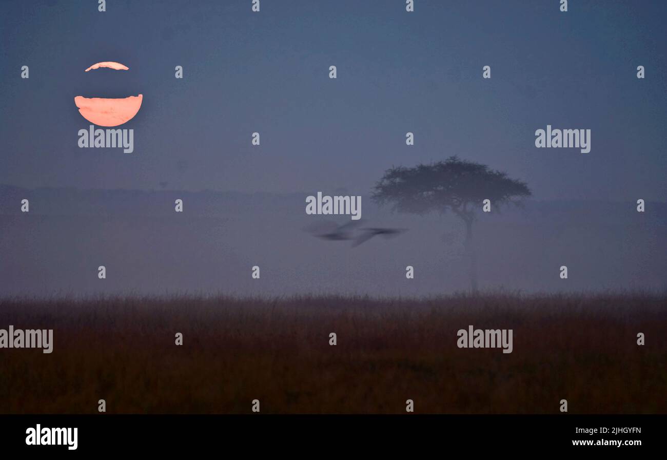 Maasai Mara sunrise with escaping birds and lonely Acasia tree Stock Photo