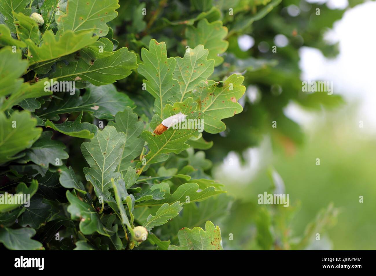 Brown tail Moth (Euproctis chrysorrhoea) laying eggs on a tree leaf ...