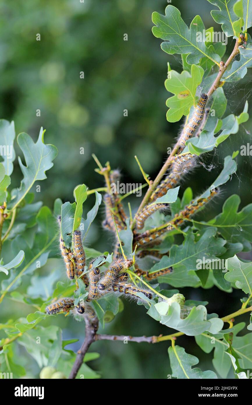 Buff tip moth (Phalera bucephala) caterpillars on damaged oak foliage. Stock Photo